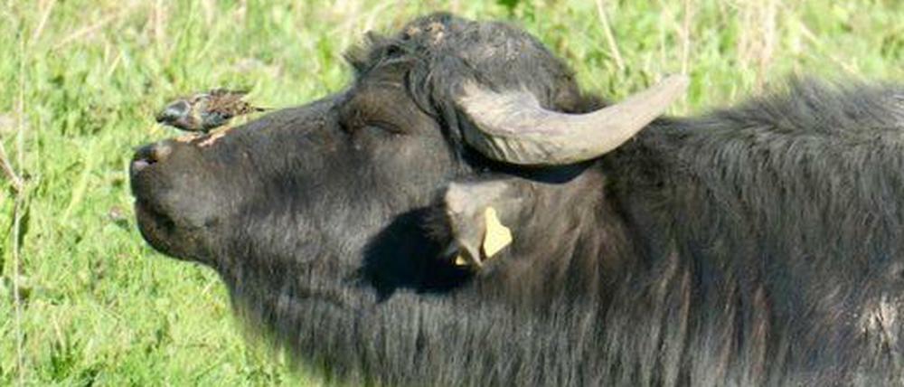 Sieht er nicht entspannt aus?