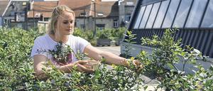 Auf dem Dach der Markthalle in Brüssel kann geerntet werden.