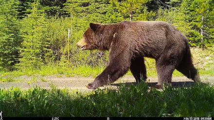Ein Grizzlybär soll ein Paar in Kanada umgebracht haben. 