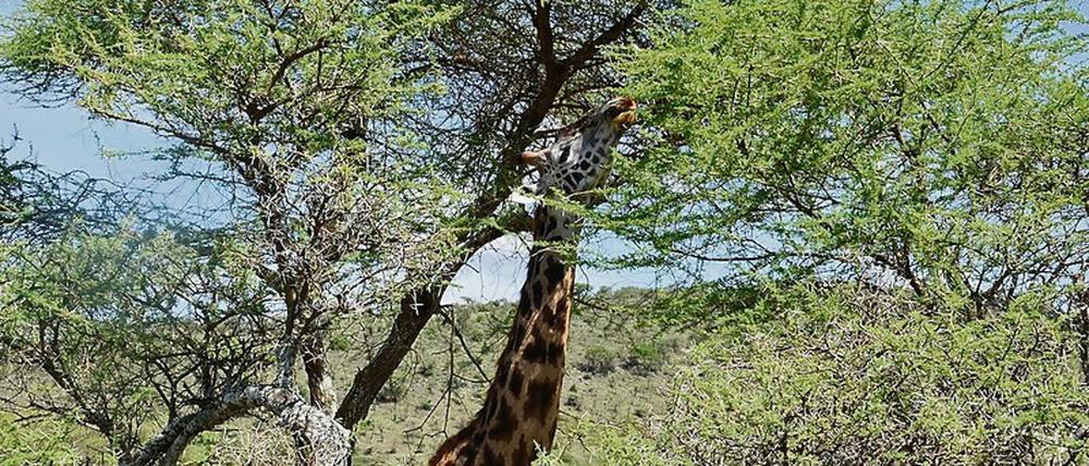 Bäume im Verbreitungsgebiet von Giraffen in Afrika tragen noch Blätter, wenn das Gras am Boden schon verdorrt ist.