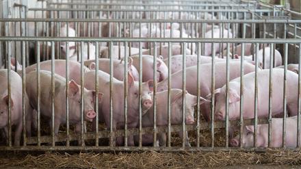 Schweinehaltung: Es geht auch anders. Aber größere Ställe oder Auslauf gibt es nicht zum Nulltarif. 
