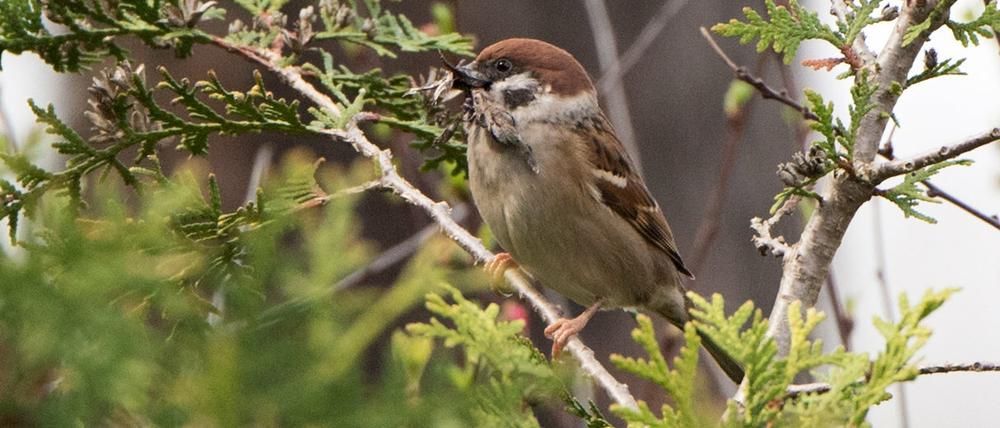 Sträucher bilden Nahrungsquelle und Verstecke für Vögel