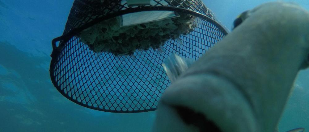In wärmerem Wasser fressen Fische wie dieser Drückerfisch mehr bodenbewohnende Organismen.