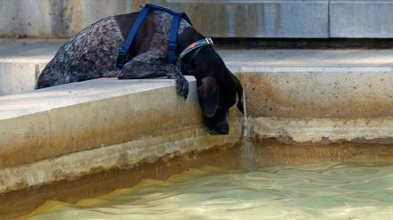 Ein Hund versucht in Madrid Wasser aus einem Brunnen zu trinken. (Archivbild)