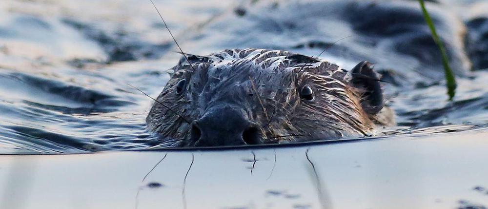 Er ist hier der Boss.