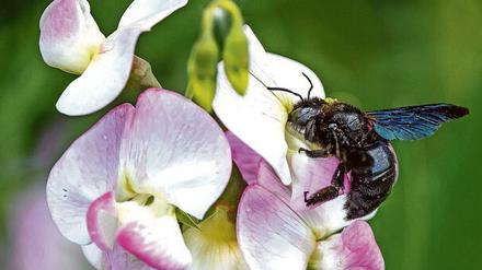 Holz-Hautflügler. Xylocopa violacea ist groß – und jetzt auch berühmt. 