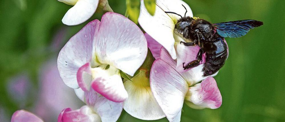 Holz-Hautflügler. Xylocopa violacea ist groß – und jetzt auch berühmt. 