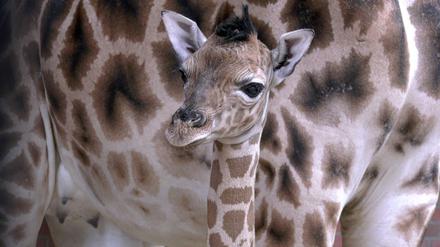 Einen Namen hat das Giraffenbaby noch nicht.