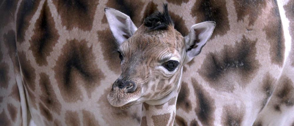 Einen Namen hat das Giraffenbaby noch nicht.