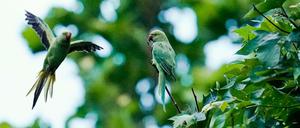 Diese Halsbandsittiche fühlen sich an einem Baum am Hauptbahnhof in Heidelberg wohl. Papageien haben in vielen Großstädten Deutschlands Einzug gehalten. 
