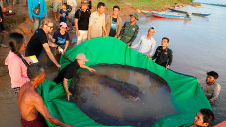 Ein Team kambodschanischer und amerikanischer Wissenschaftler bereitet sich darauf vor, einen riesigen Süßwasserstechrochen wieder in den Mekong zu entlassen.