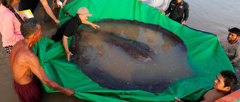 Ein Team kambodschanischer und amerikanischer Wissenschaftler bereitet sich darauf vor, einen riesigen Süßwasserstechrochen wieder in den Mekong zu entlassen.