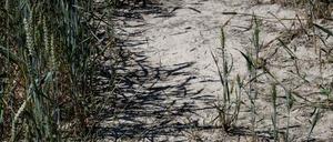 Ein trockenes Weizenfeldin Saint-Maurice-de-Satonnay, Ostfrankreich.