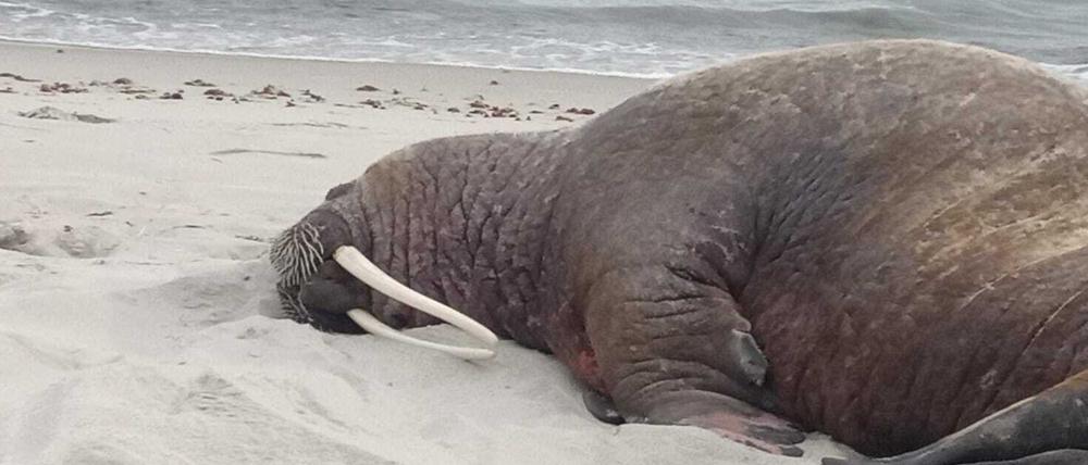 Ein Walross liegt auf einem Strand auf Rügen.