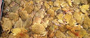 Gesammelte Frösche in Netzen 