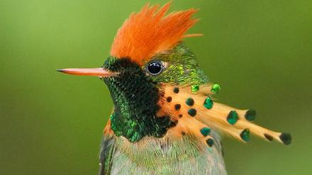 Die Schmuckelfe (Lophornis ornatus) hat ein großes Verbreitungsgebiet in Südamerika und gilt nicht als gefährdet. 