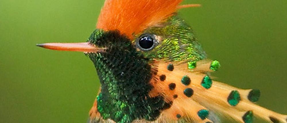 Die Schmuckelfe (Lophornis ornatus) hat ein großes Verbreitungsgebiet in Südamerika und gilt nicht als gefährdet.