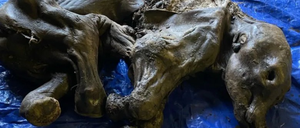 Das mumifiziertes Wollhaarmammutbaby lag im Permafrost in den Klondike-Goldfeldern.