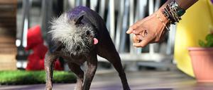 Jeneda Benally stellt ihren Hund Mr. Happy Face vor.