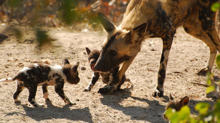 In einem Wildhundrudel hat nur das dominante Weibchen Junge, die es in den ersten drei Monaten in einem Bau versorgt.