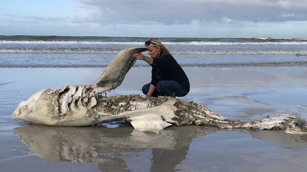 Biologin Alison Towner untersucht den Kadaver eines Weißen Hais, der nach einem Orca-Angriff an die Küste gespült wurde.