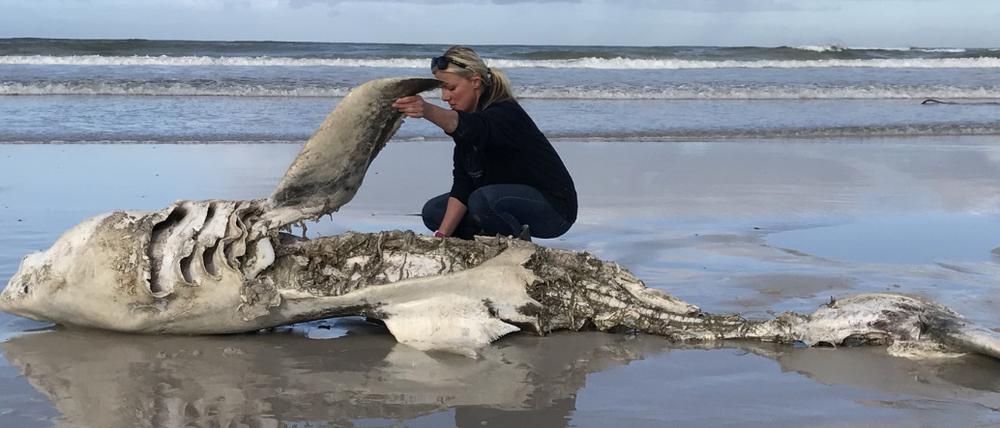 Biologin Alison Towner untersucht den Kadaver eines Weißen Hais, der nach einem Orca-Angriff an die Küste gespült wurde.