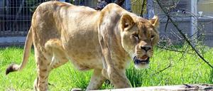 Die Raubkatze Ruru lebt jetzt in einer polnischen Wildtierauffangstation.