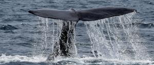 Die Schwanzflosse eines Wals ragt aus dem Wasser. (Symbolbild)