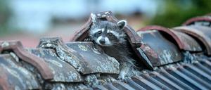 Berlin: Ein Waschbär krabbelt aus seinem Versteck auf einem Berliner dem Dach. Die Waschbären-Population in der Hauptstadt wird inzwischen auf hunderte Tiere geschätzt.