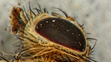 Normalerweise sind die Augen der verwendeten Fruchtfliegen rot. Beim Experiment hatten die Mutanten weiße Augen.