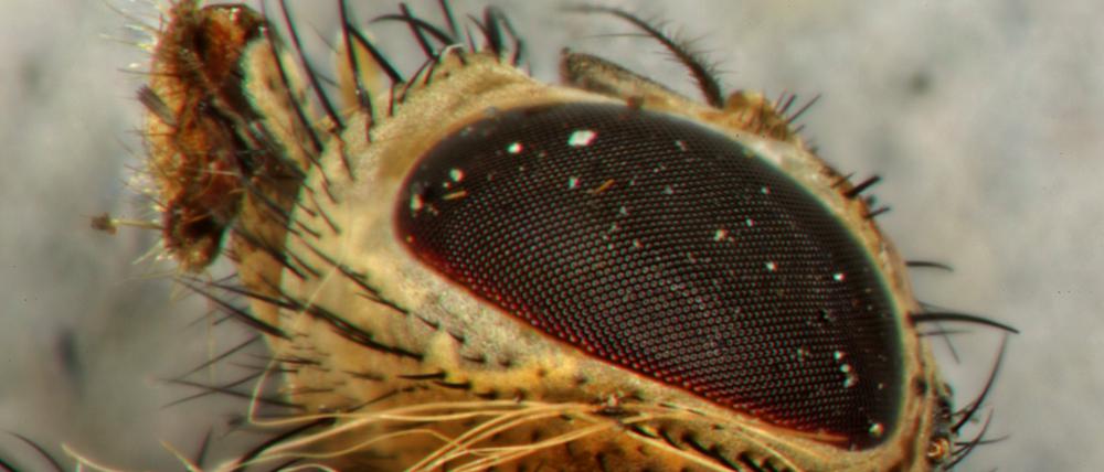 Normalerweise sind die Augen der verwendeten Fruchtfliegen rot. Beim Experiment hatten die Mutanten weiße Augen.