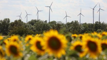 Windräder ragen über einem Sonnenblumenfeld vor.