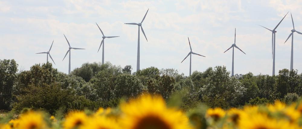 Windräder ragen über einem Sonnenblumenfeld vor.