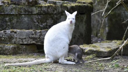 Ein weißes Känguru wurde am Morgen an der A44 erschossen. (Symbolbild)