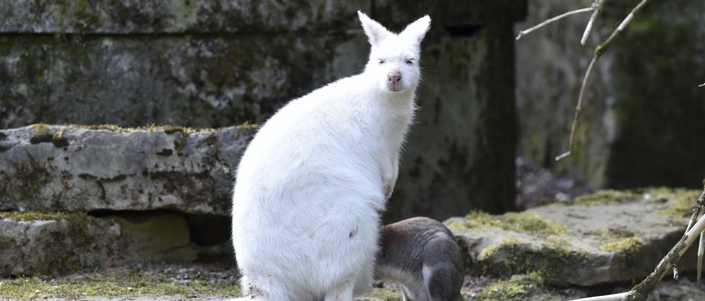 Ein weißes Känguru wurde am Morgen an der A44 erschossen. (Symbolbild)