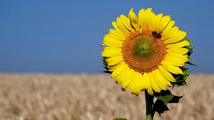 Im ukrainischen Kramatorsk steht die Ernte von Getreide und Sonnenblumensaaten bevor.