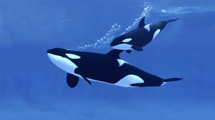 Der Orca in der Seine soll verhungert sein. (Symbolbild)