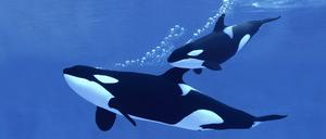 Der Orca in der Seine soll verhungert sein. (Symbolbild)