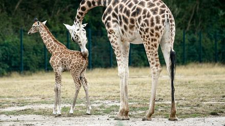Giraffentaufe im Tierpark Berlin: Die junge Giraffe Frieda mit ihrer Mutter Amalka. Aus mehreren hundert Vorschlägen hat eine Jury den neuen Namen "Frieda" für das jüngste Familienmitglied der Giraffenherde gefunden. 