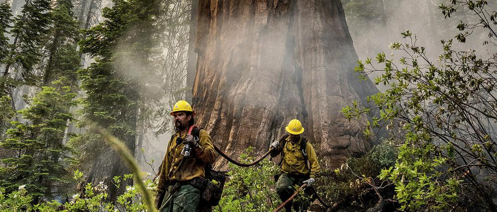 Feuerwehrleute schützen am 9. Juli 2022 einen Mammutbaum im Mariposa-Hain.