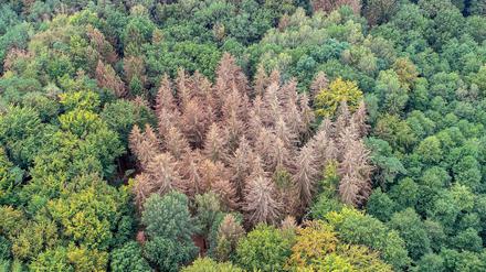 In Brandenburg, bei Sieversdorf haben Fichten Trockenheit nicht überstanden. Andere Nadel- und Laubbäume sind dagegen noch grün.