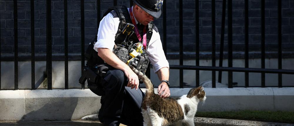 Ein Polizeibeamter streichelt Kater Larry in der Downing Street.