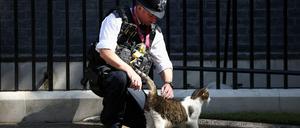 Ein Polizeibeamter streichelt Kater Larry in der Downing Street.
