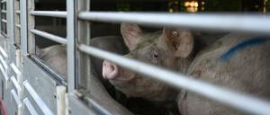 Immer wieder sterben Tiere bei Lebendtiertransporten aufgrund zu langer Fahrtzeiten. Doch auch Unfälle sind vermehrt der Grund.