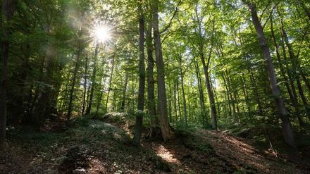 Bedroht und unersetzbar. Die Bäume sind das Rückgrat der Natur.