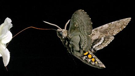 Ein vierflügeliger Tabakschwärmer (Manduca sexta) taucht seine Zunge in eine Blüte. 