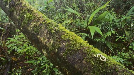 Moos-Habitat. Greifschwanz-Lanzenotter im Regenwald von Costa Rica.