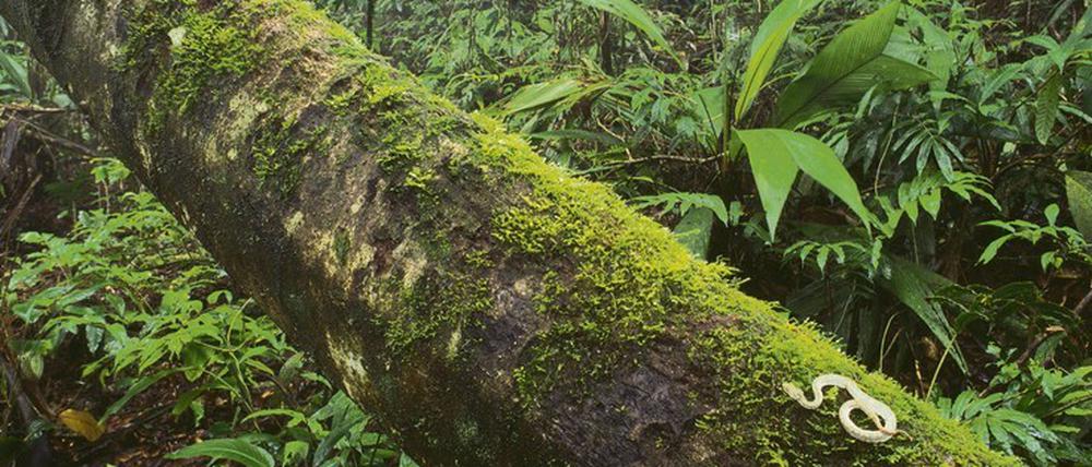 Moos-Habitat. Greifschwanz-Lanzenotter im Regenwald von Costa Rica.