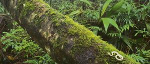 Moos-Habitat. Greifschwanz-Lanzenotter im Regenwald von Costa Rica.