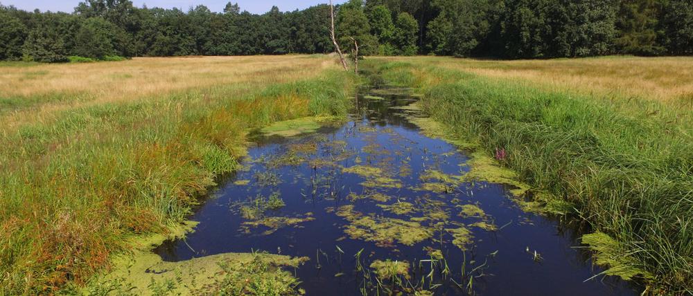 Moor in Brandenburg, nördlich von Oranienburg. „Rehwiese“ heißt das zehn Hektar großesumpfige Land. 
